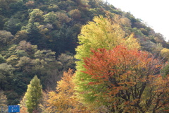 日光で見つけた秋　中禅寺湖畔にて