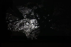 窓に映る夜桜