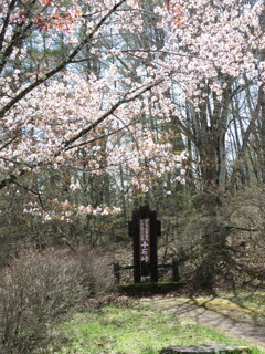 十国峠の桜