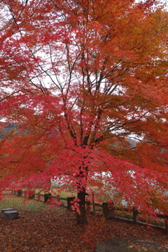 草木湖の紅葉　2