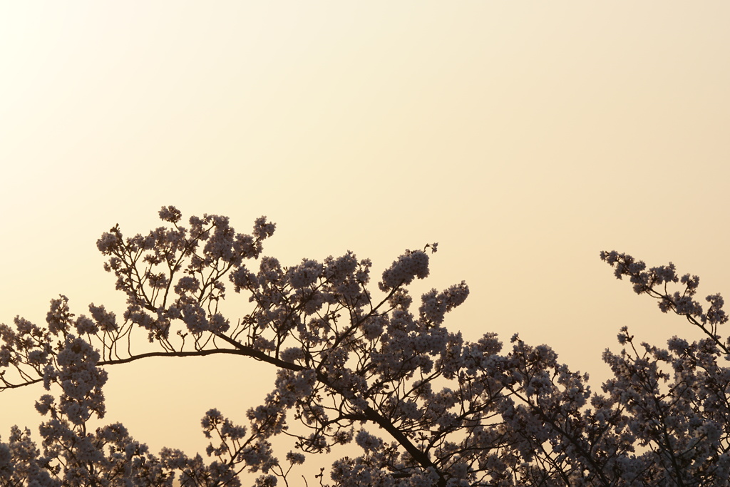 桜　朝陽
