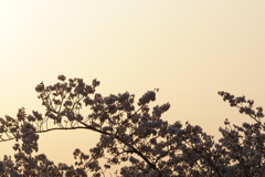 桜　朝陽