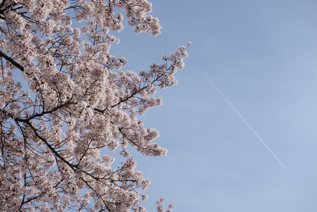 朝、桜と飛行機雲を見た