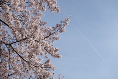 朝、桜と飛行機雲を見た