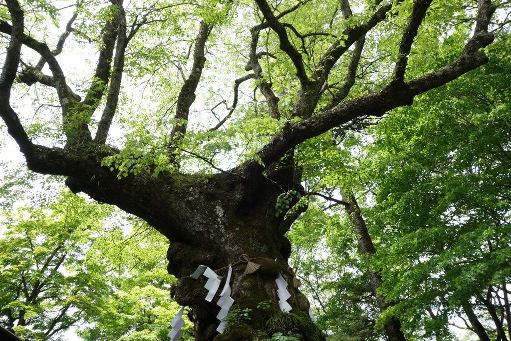 熊野神社の御神木