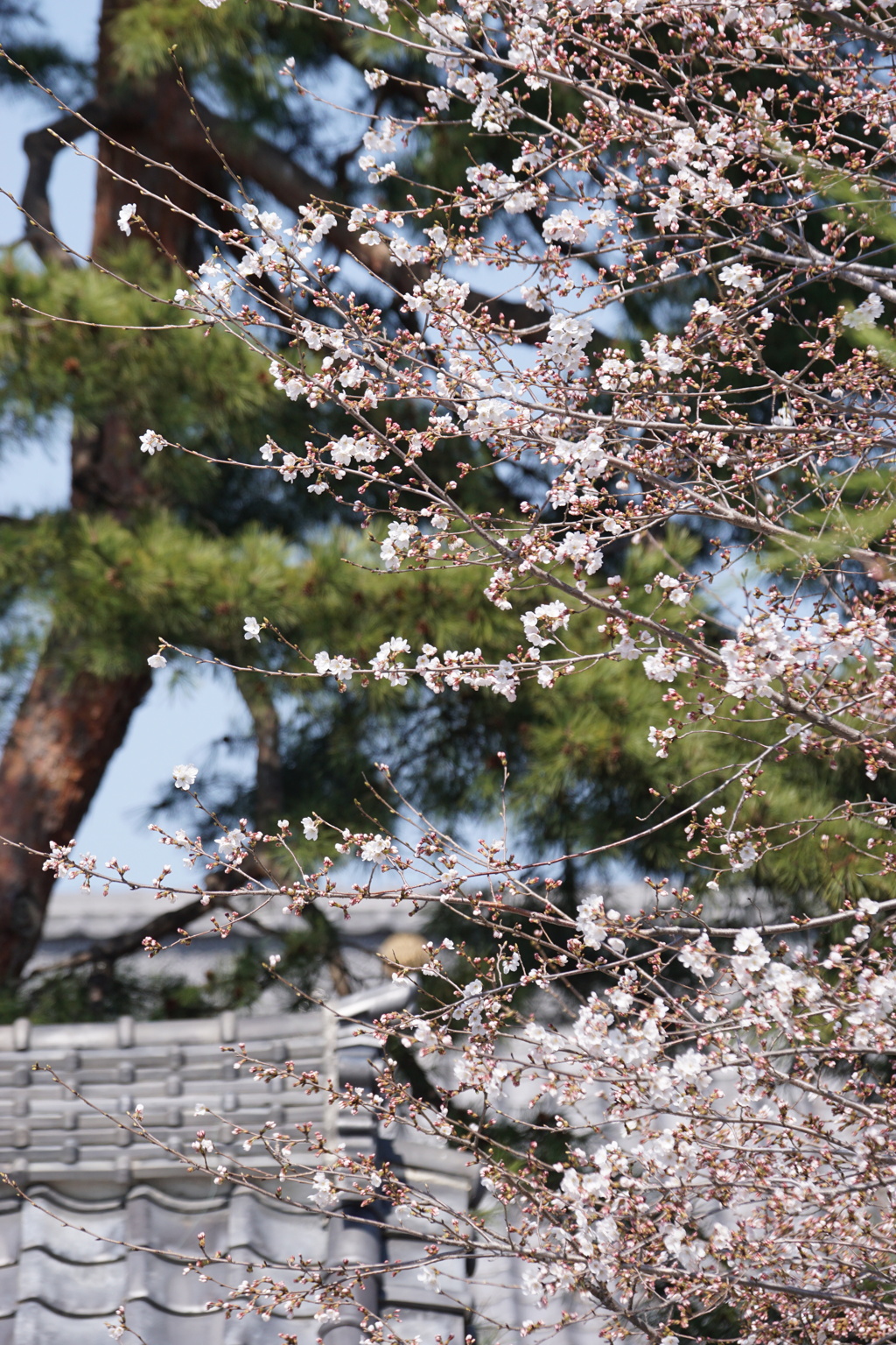 桜とお寺