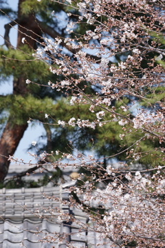 桜とお寺