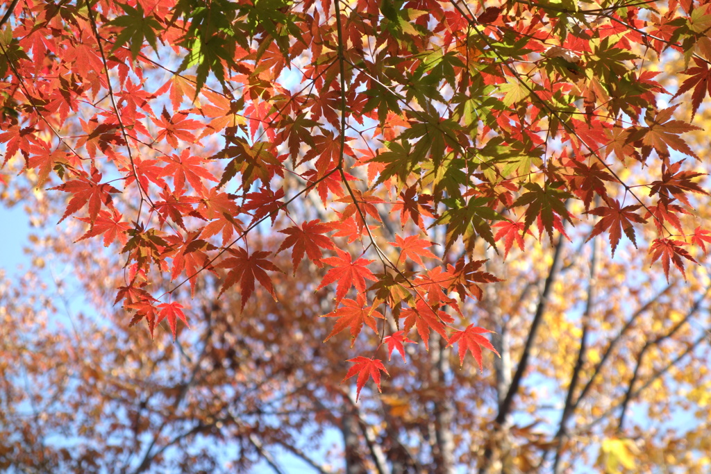 公園の紅葉　④