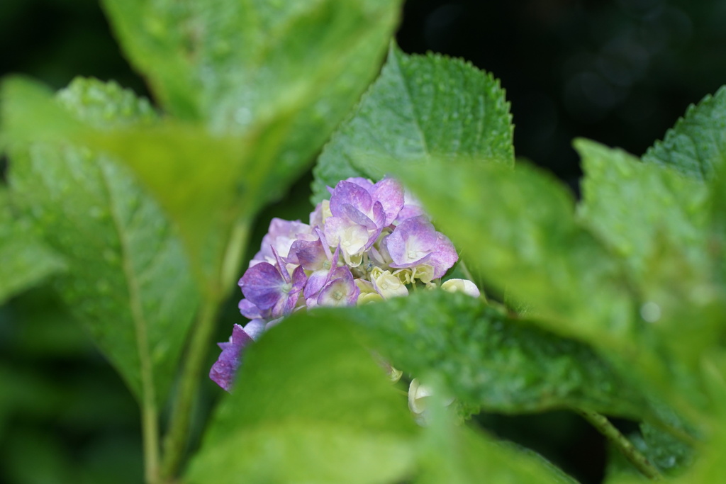 庭の紫陽花　3