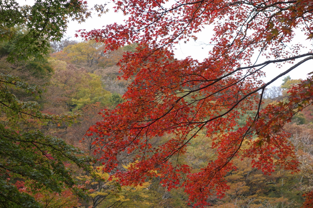 河鹿橋にて　紅葉