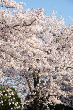 満開の桜