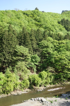 新緑　上野村にて