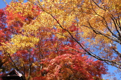 軽井沢熊野神社の紅葉　2