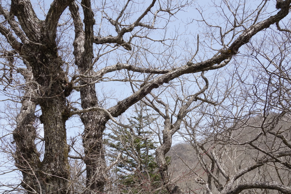 赤城山　覚満渕は今　木々