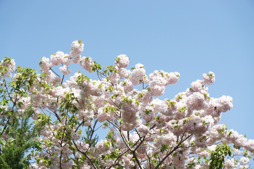 八重桜