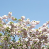 八重桜