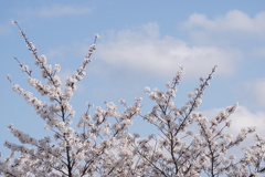 桜と青空