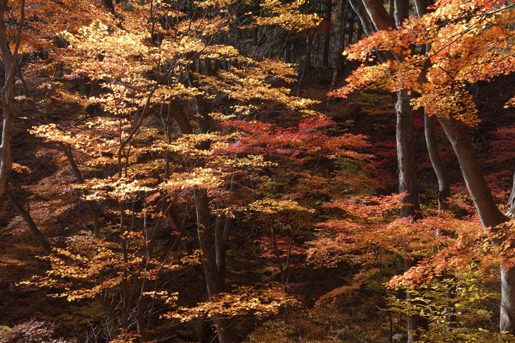 旧道18号の紅葉　5