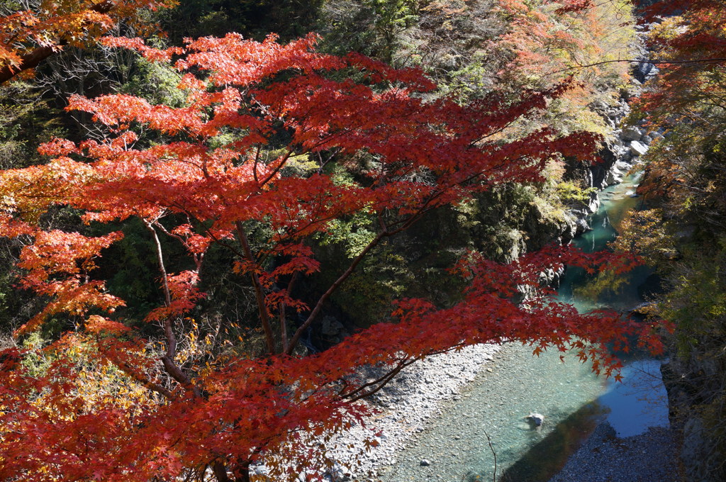 渓谷の紅葉