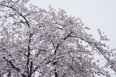 桜　雪降る景色
