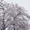 桜　雪降る景色