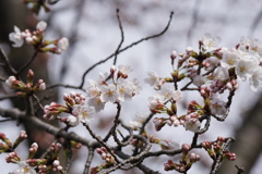 桜　開花　その3