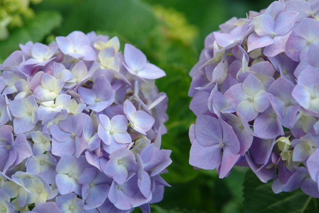 紫陽花　兄弟