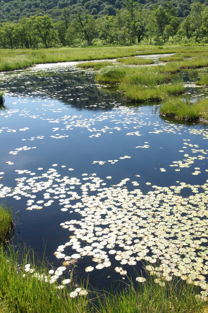 遥かな尾瀬・・・♪②