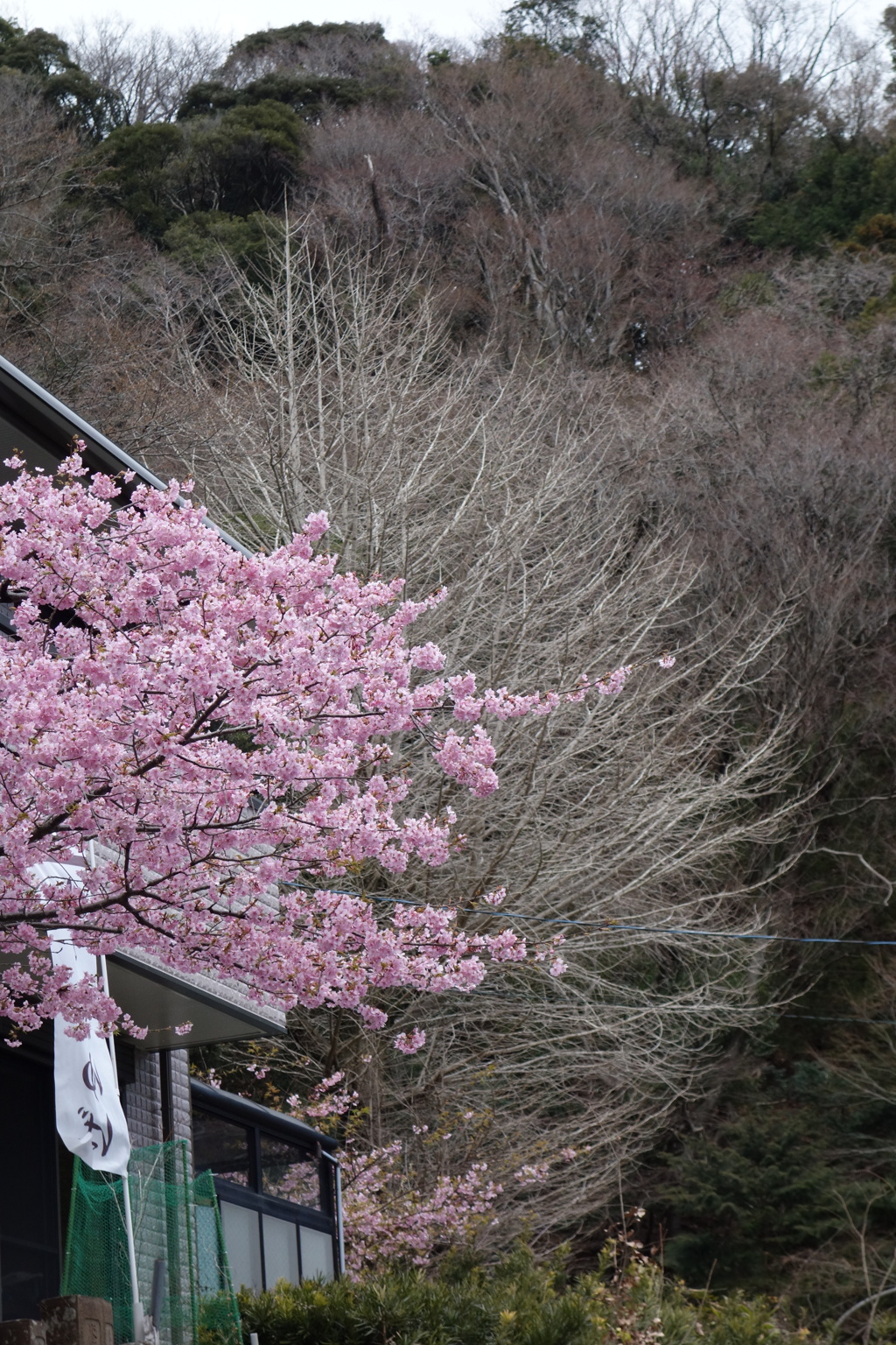大山で見つけた春