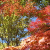 軽井沢見晴台の紅葉　2