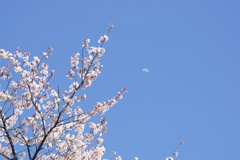 桜と白い月　1