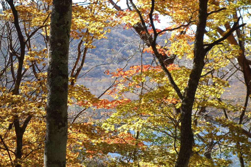 赤城山　大沼で見つけた秋　3