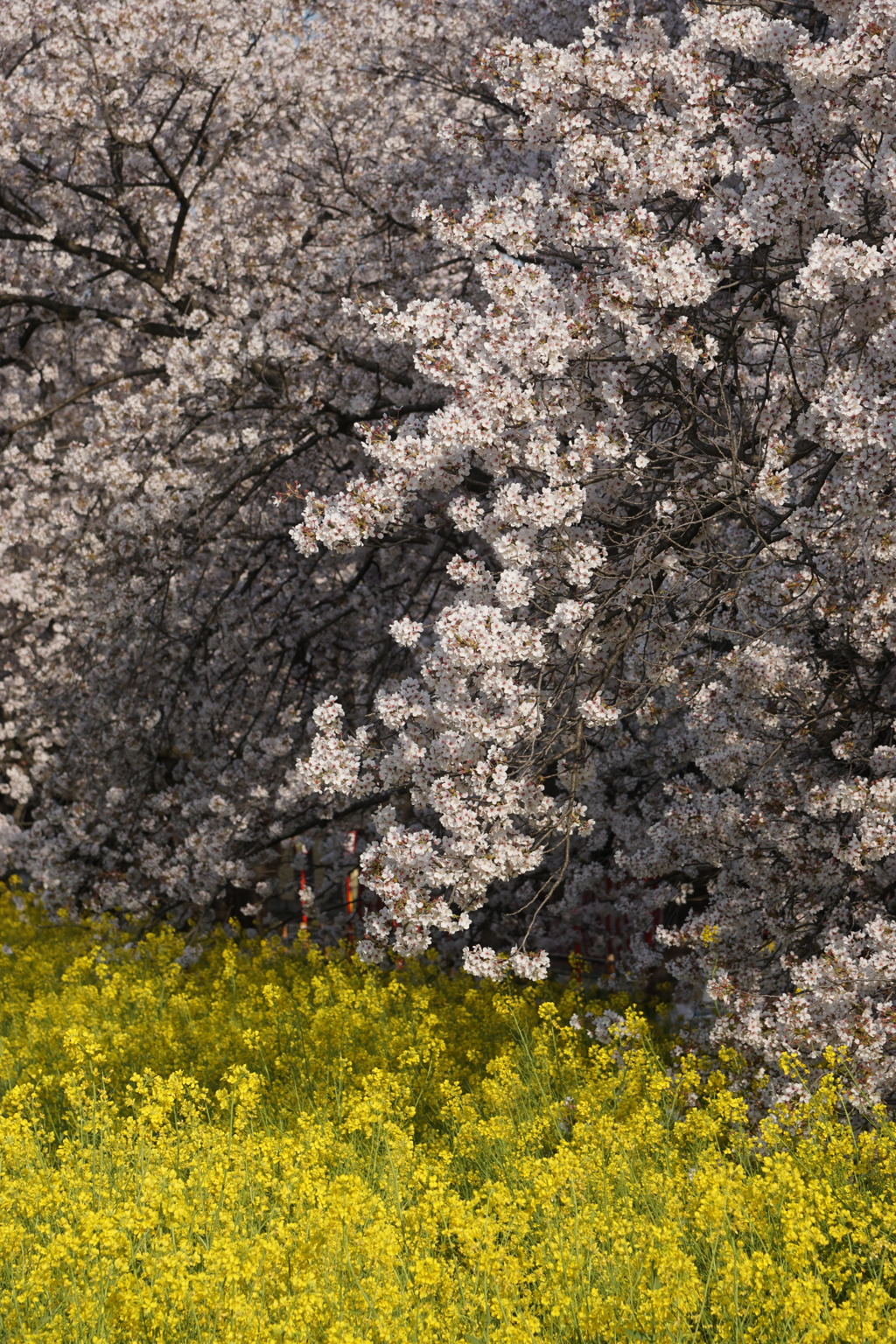 桜　菜の花　4
