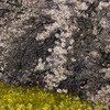 桜　菜の花　4