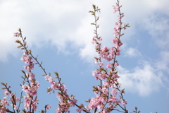 河津桜　いせさき市民のもり公園にて　②