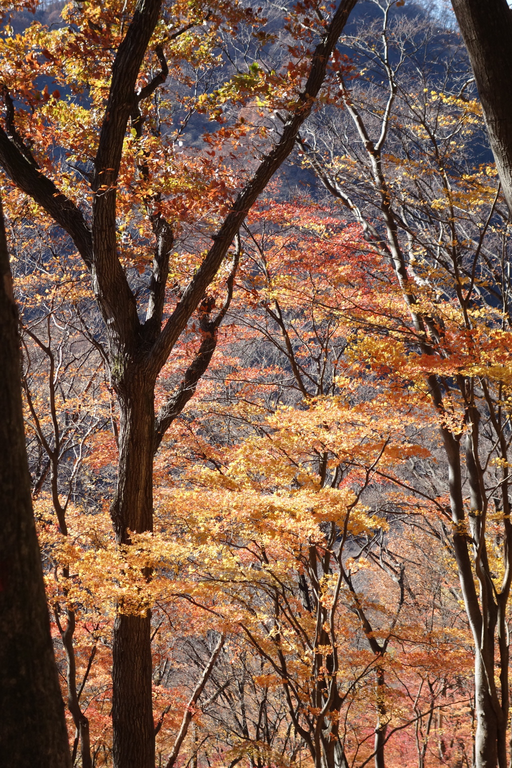 旧中山道を歩く　紅葉　3
