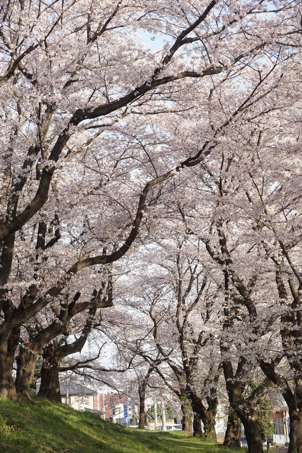 桜並木