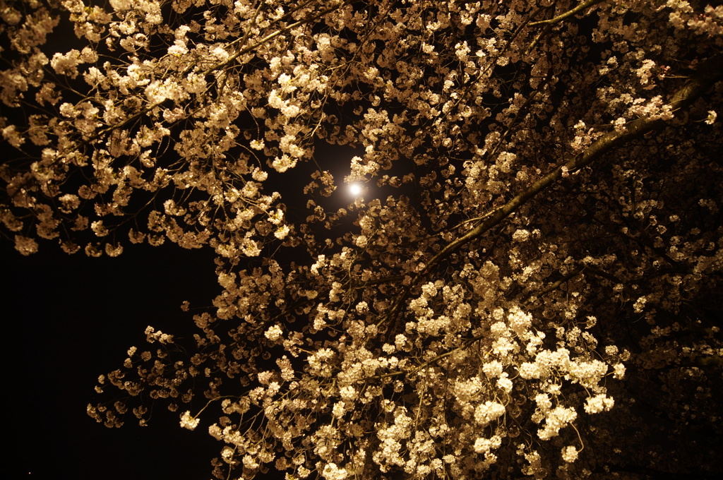 夜桜と月　2