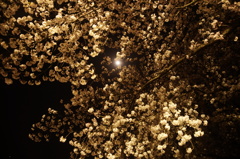 夜桜と月　2