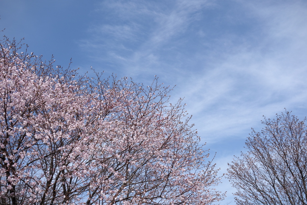 榛名湖の桜　