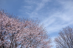 榛名湖の桜　