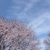 榛名湖の桜　