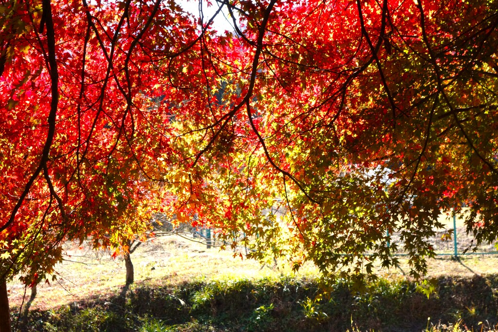 旧中山道を歩く　紅葉　5