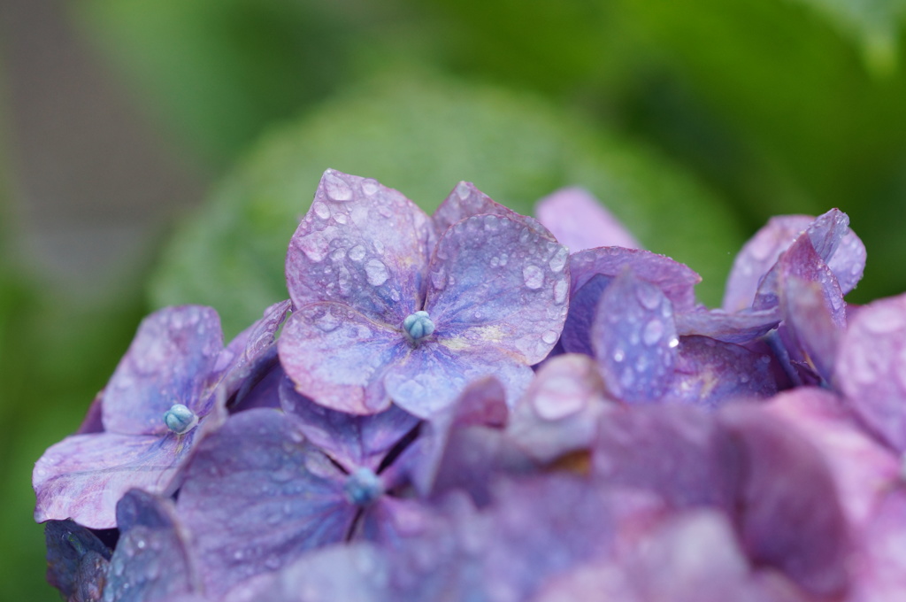 紫陽花