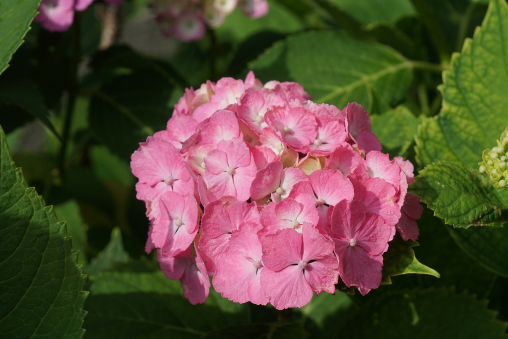 紫陽花