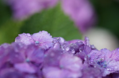 紫陽花　雨の日
