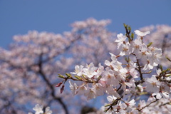 初桜　3