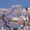 初桜　3