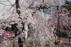 桜　今咲き誇る　2