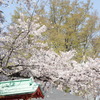 寺の桜　2